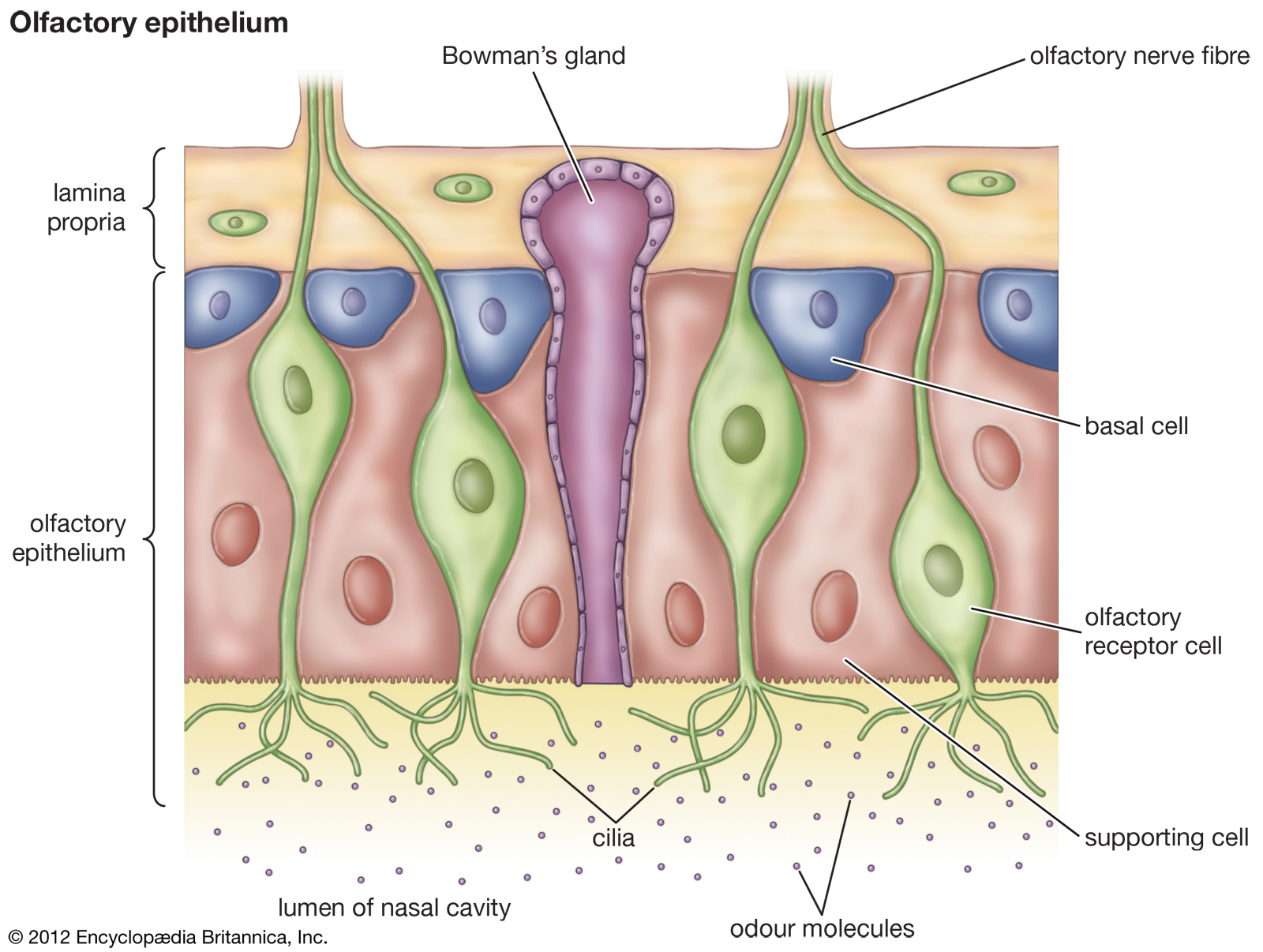 olfactory-epithela.jpg