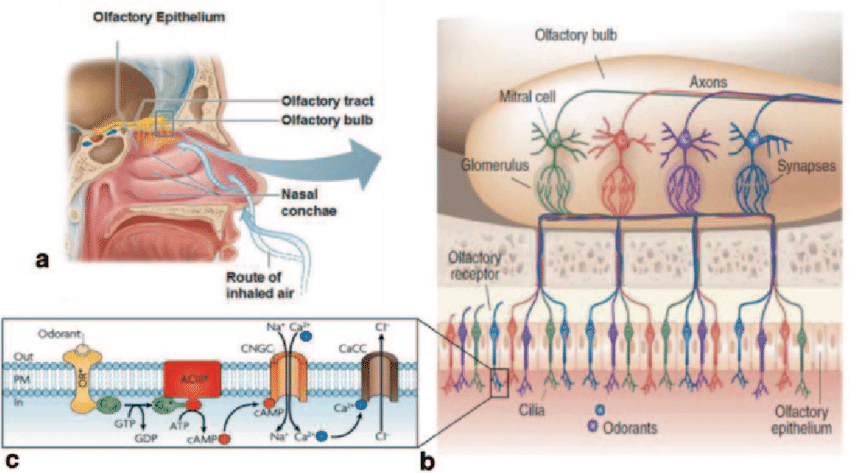 Functional-anatomye-olfactory-system-a-Localization-of-the-olfactory.png